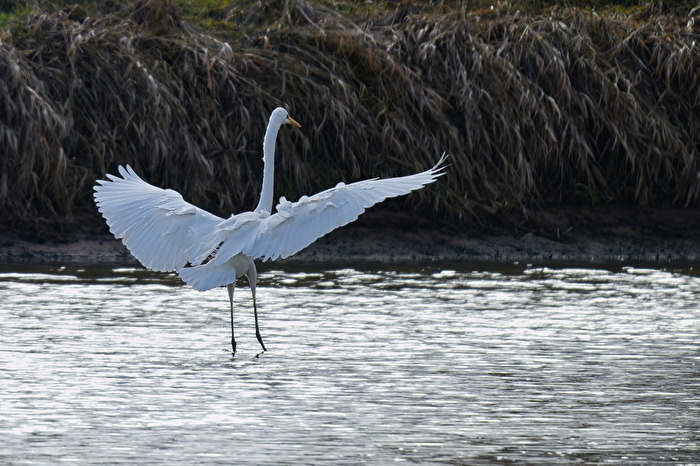 Ballerina Silberreiher
