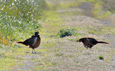 Aufforderung zum Tanz
