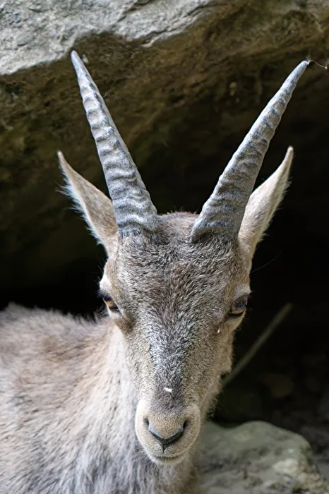 Alpensteinbock