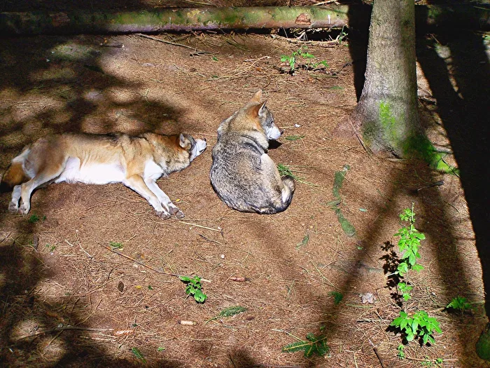 Midday Rest of the Wolves
