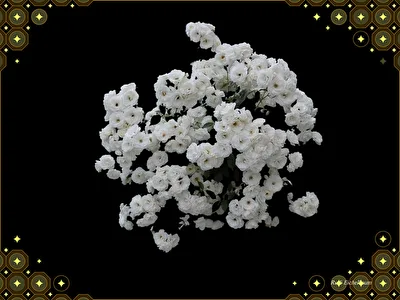 weiße Rosen