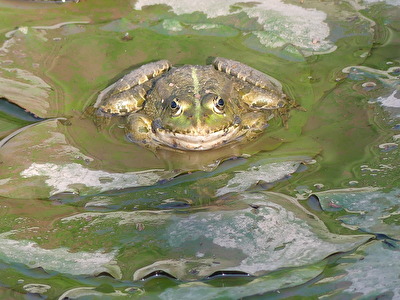 Küss mich, ich bin ein Prinz