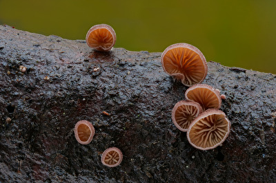 Panellus violaceofulvus