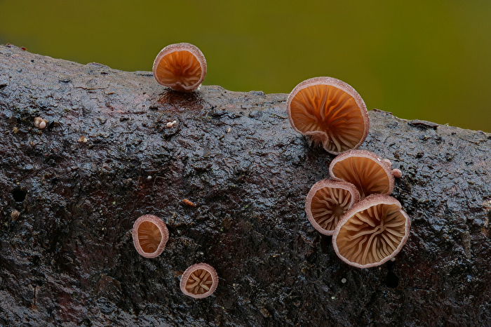 Panellus violaceofulvus