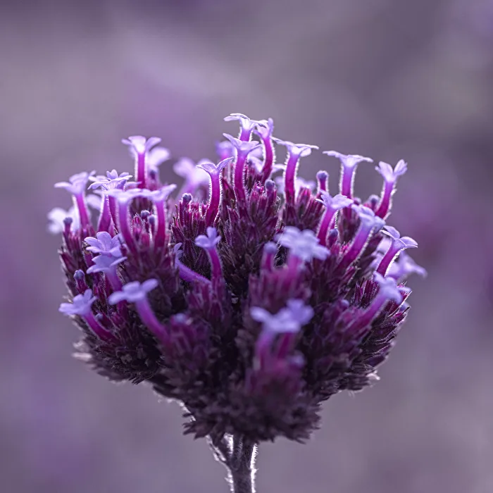 Vervain