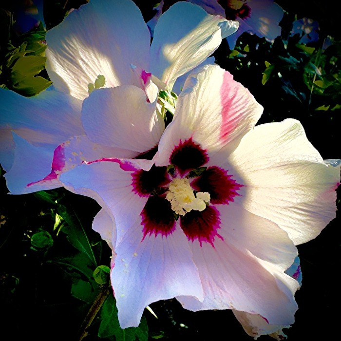 Hibiskusblüte im Sonnenlicht