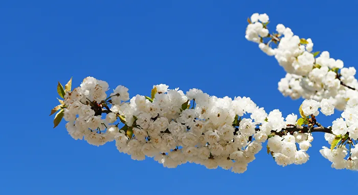 Cherry Blossom Branch