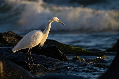 Eleganz im ersten Licht.