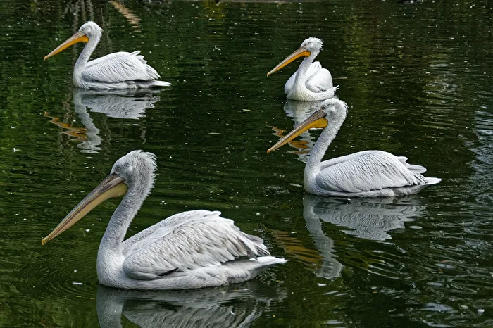Dalmatian pelicans