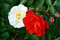 "Scheeweißchen" und "Rosenrot"