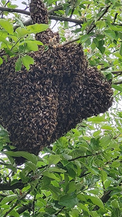 Mein erster Bienen Schwarm den ich eingeschlagen habe