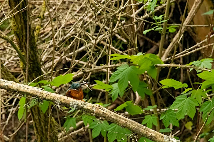 Kingfisher
