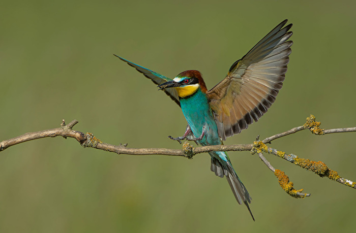 Anflug