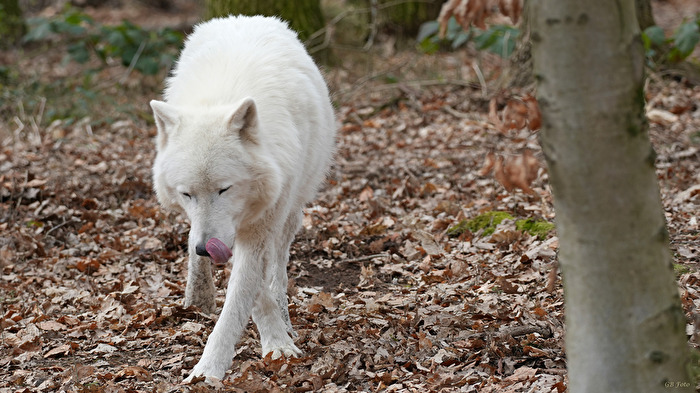 Polarwolf das Dritte