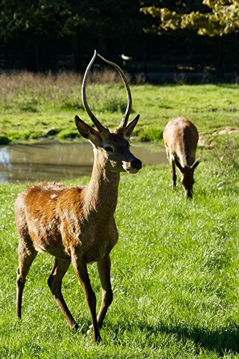 Red Deer