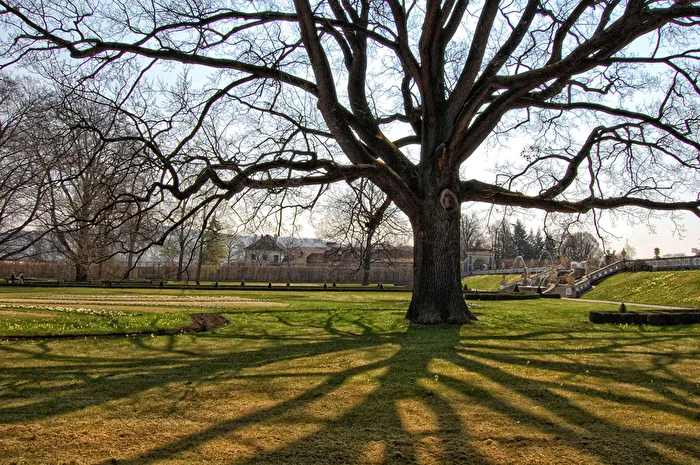 Baum 4
