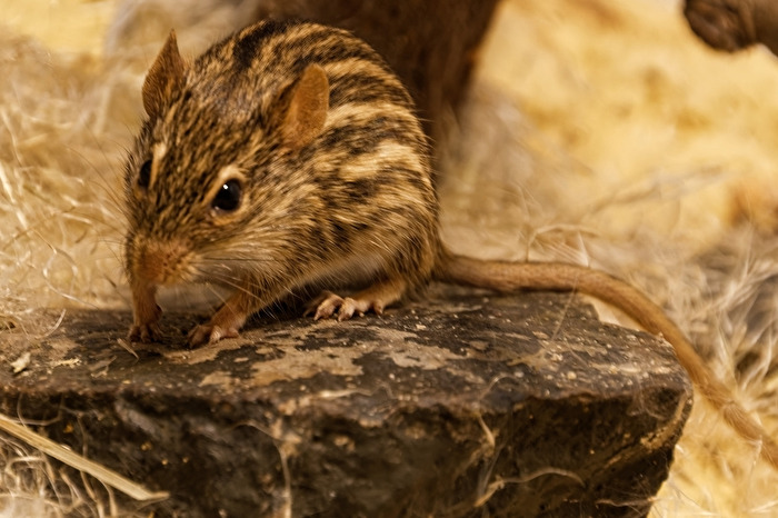 Streifen - Grassmaus