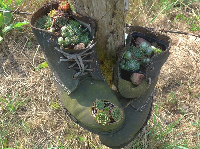 original planting