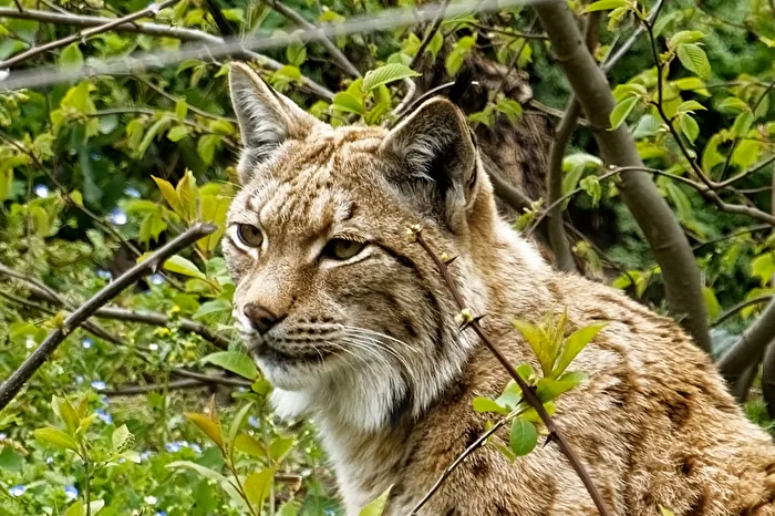 Eurasian Lynx