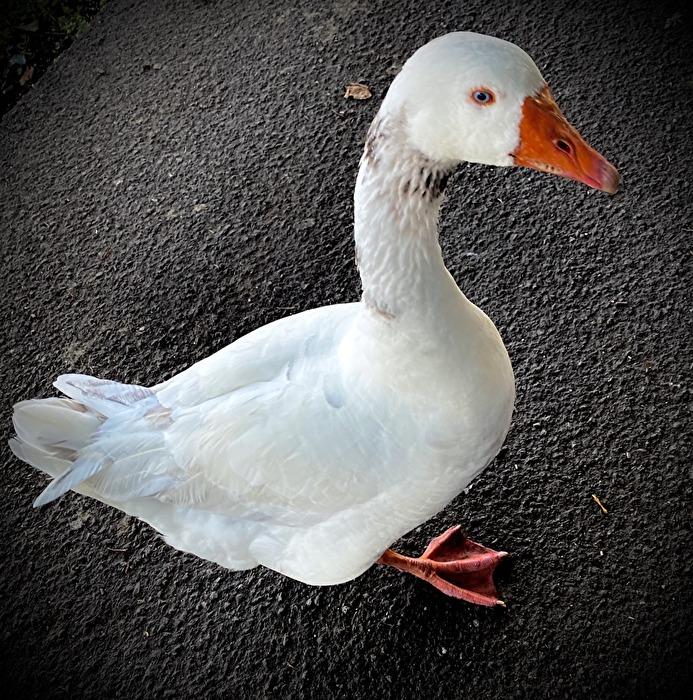 Mal was GANS anderes