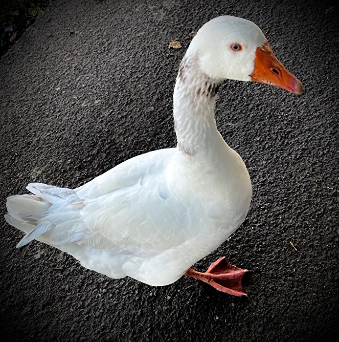Mal was GANS anderes