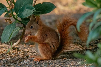 Eichhörnchen zu Besuch