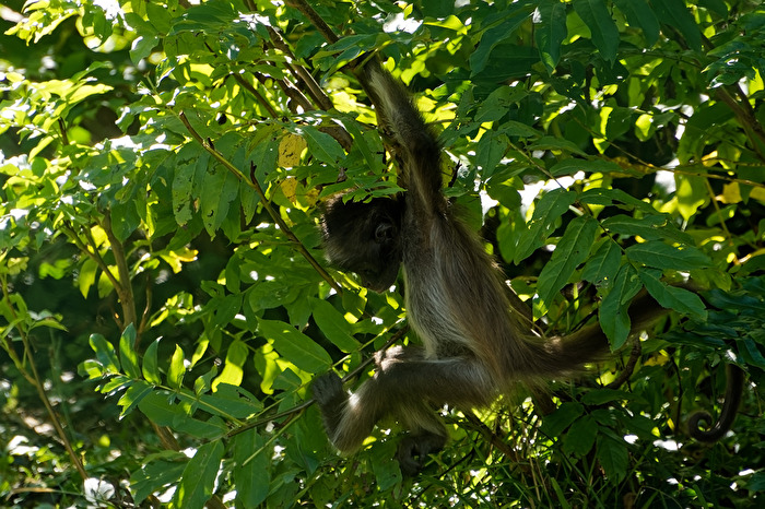 Klammeraffe