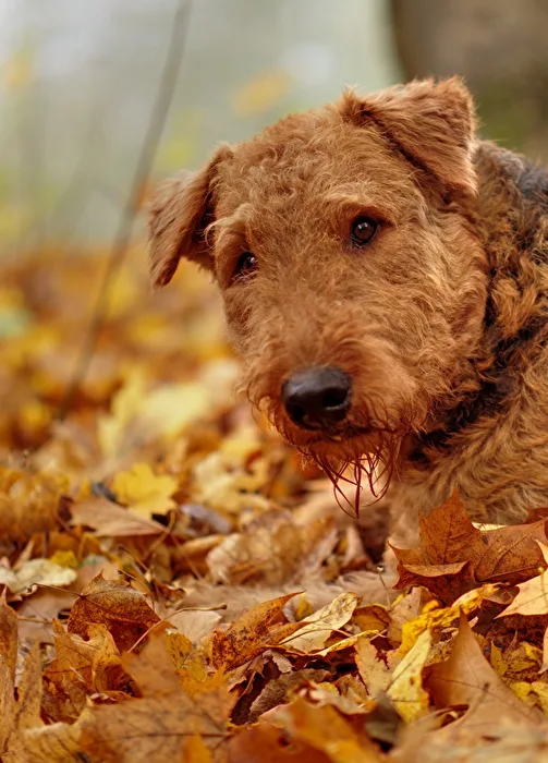 Bailey in the Foliage
