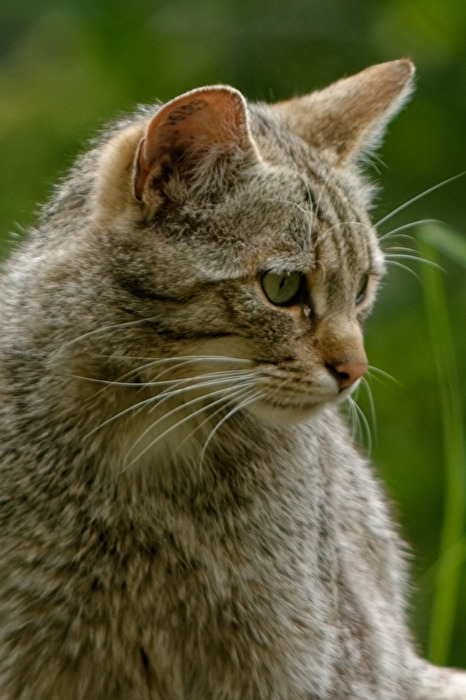 Wildkatze