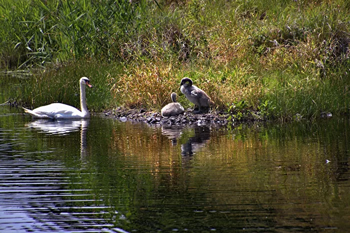 Swan Family
