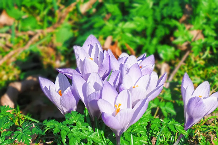 Spring Blossoms