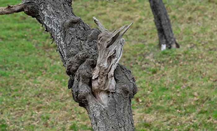 Horse Head