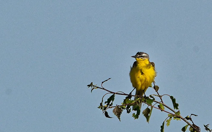 Schafstelze (Motacilla flava)