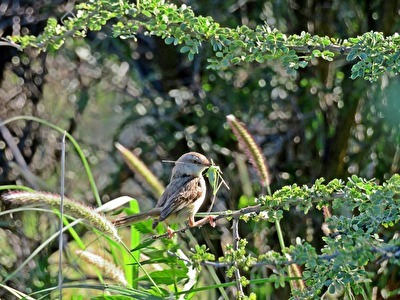 Prinia