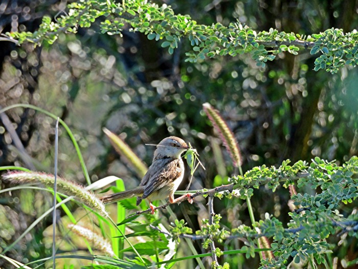 Prinia