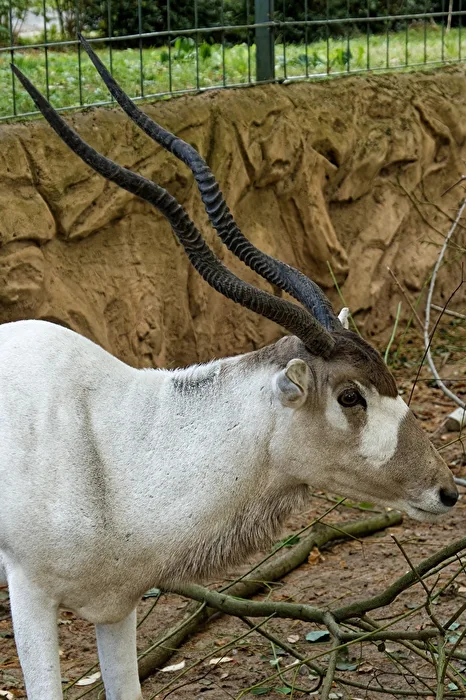 Mendes Antelope