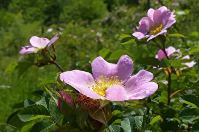 Heckenrose