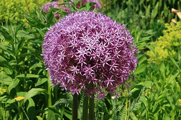 Sommerblütenpracht