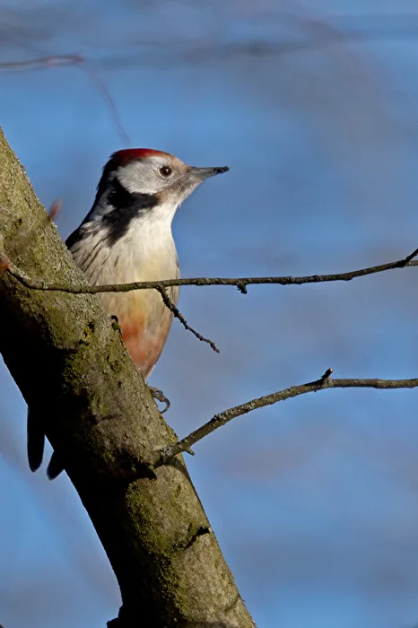 Middle Spotted Woodpecker