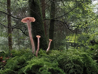 Waldschönheit