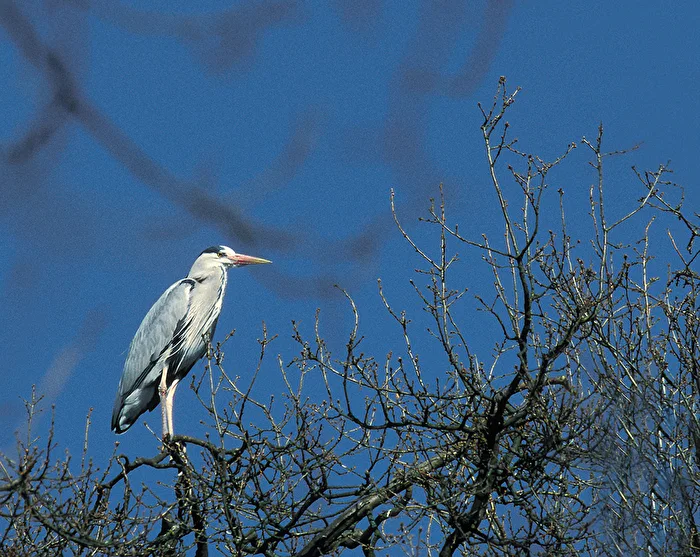 Grey Heron