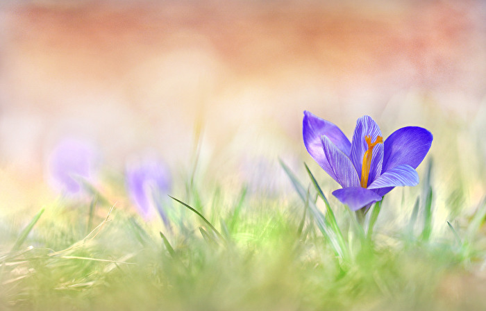 Krokusblüte
