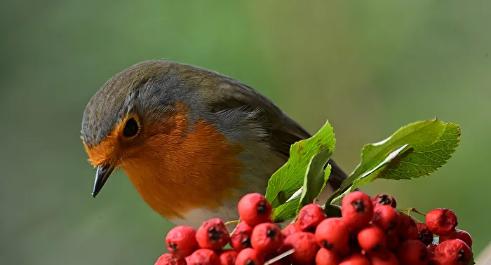 Our robin inspects the new decoration on the balcony
