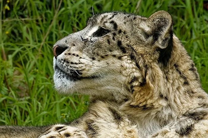 Snow Leopard