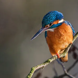 Profilfoto