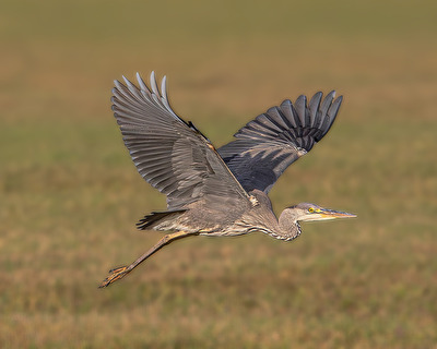 Von der Abendsonne angestrahlt . . .