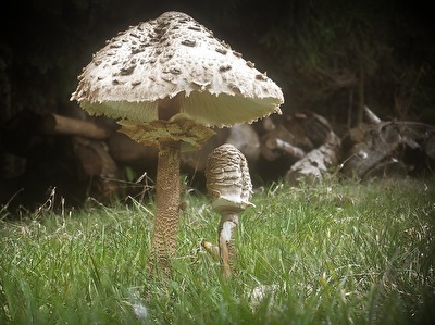 Herbstimpression (4) - gut beschirmt