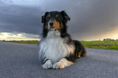 Marley