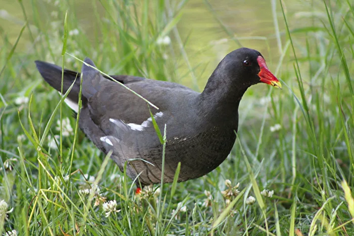 Common Moorhen