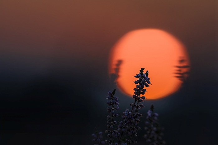Heideblüte in der untergehenden Sonne